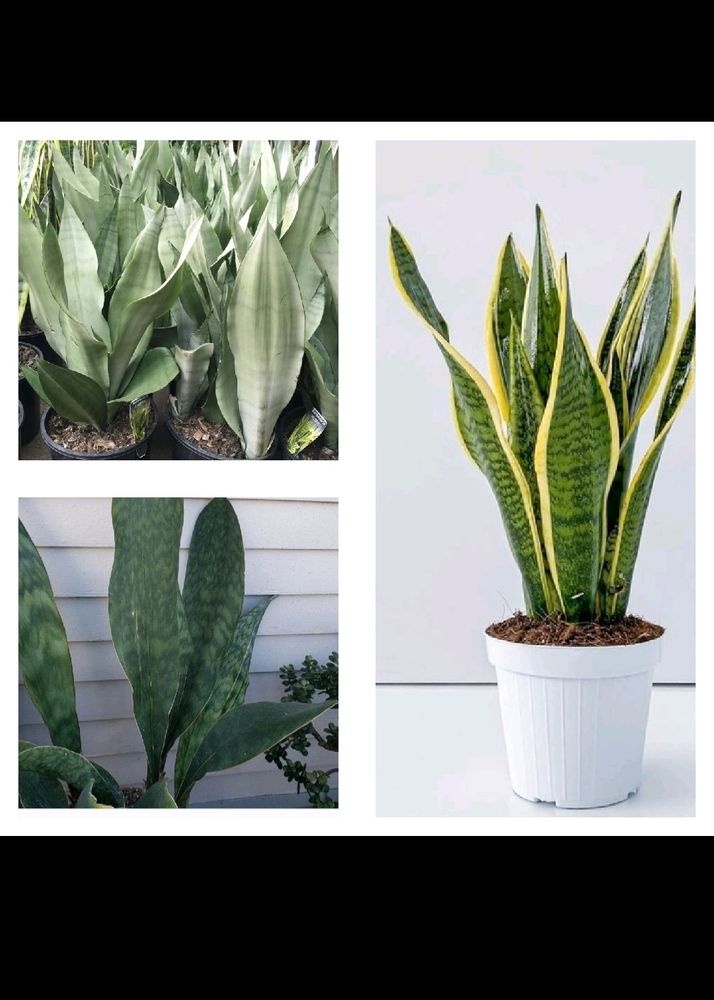 3 Rare Sansevieria Plants