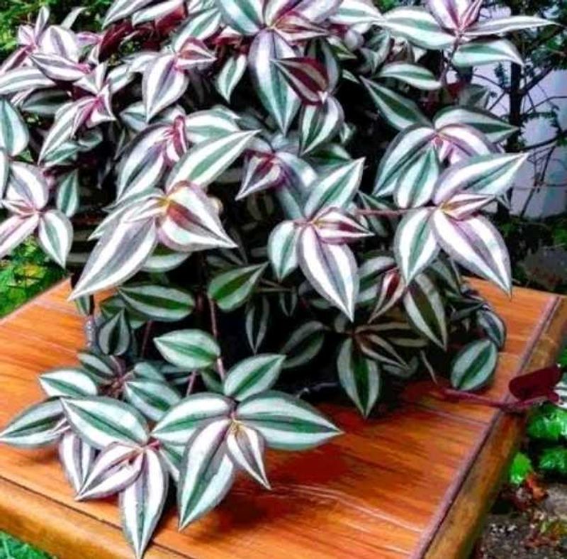 Wondering Jew Plant
