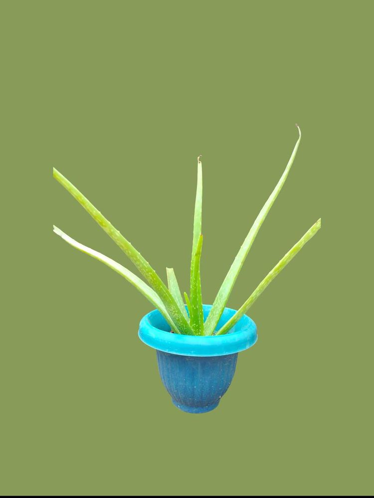 Small Aloe Vera Plant