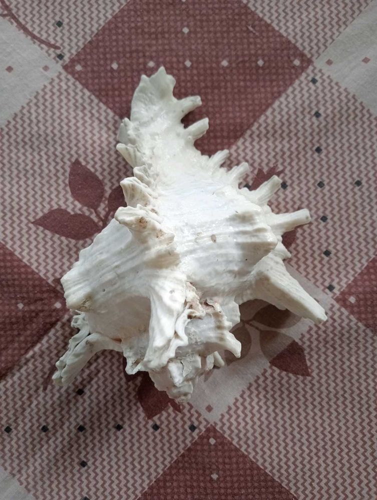 Unique Seashell Decor