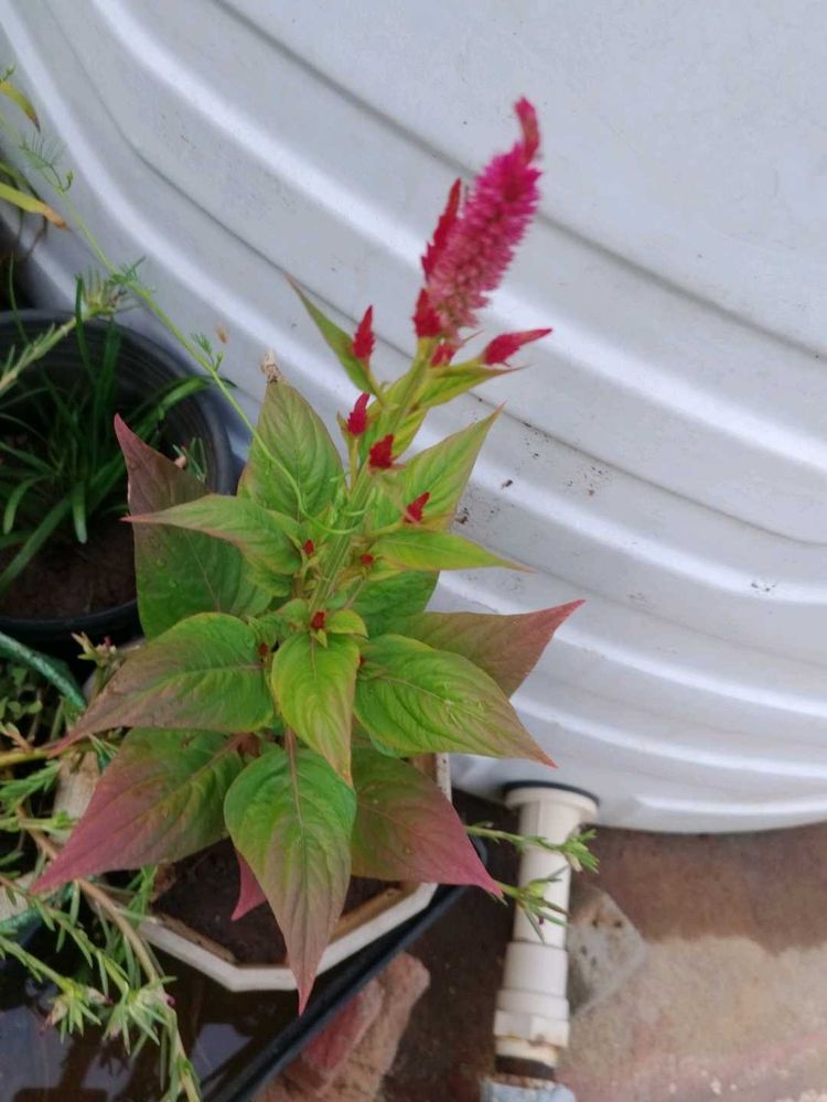 Red Velvet Plant