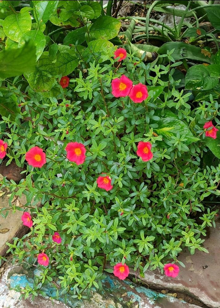 5 Plants Combo 3 Money Plant And 5 Beautiful Flowers 🌹 ,2 Snake Plant,2 Purple Heart Plant,And1 Alove Vera Cuttings