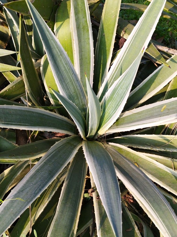 Agave White and Green