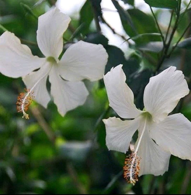 Champa Plant Cutting Live