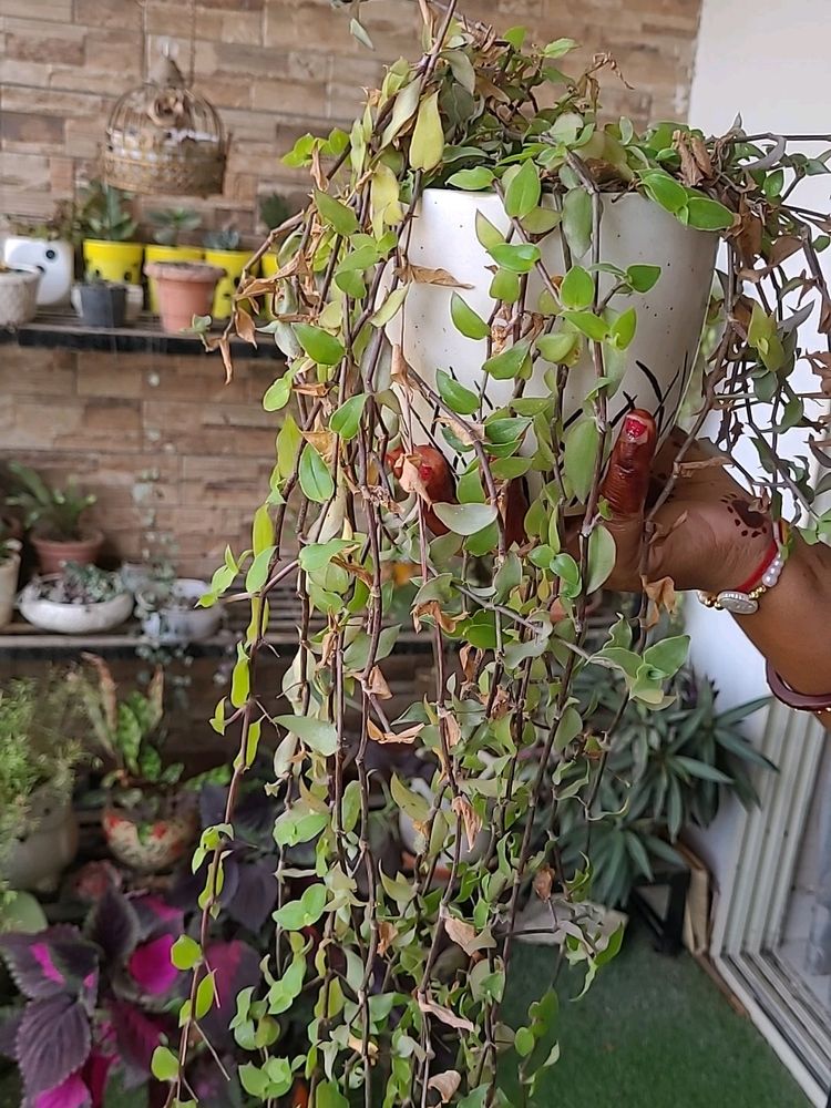 Hanging Plant Without Pot