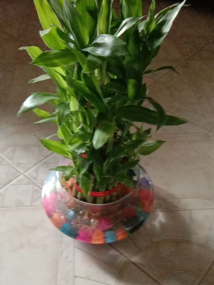 It&#39;s A Live 3 Layyar Luccky Bamboo Plant...