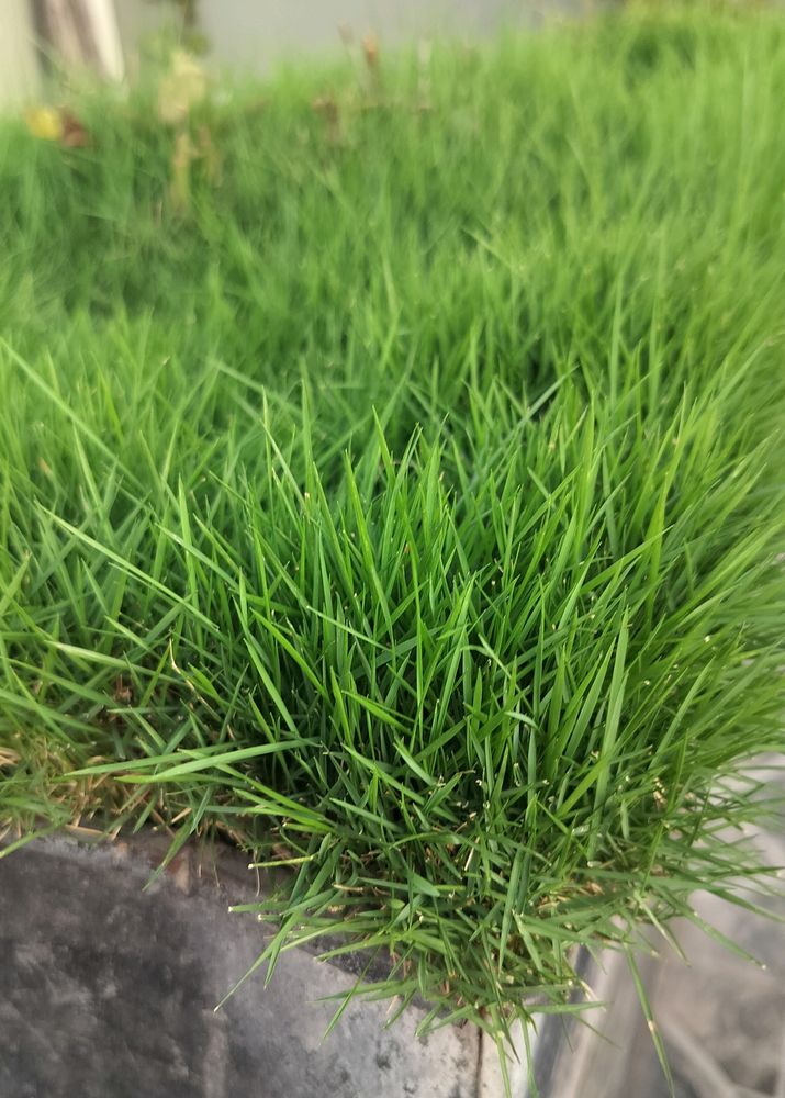 English Grass/Bermuda Grass