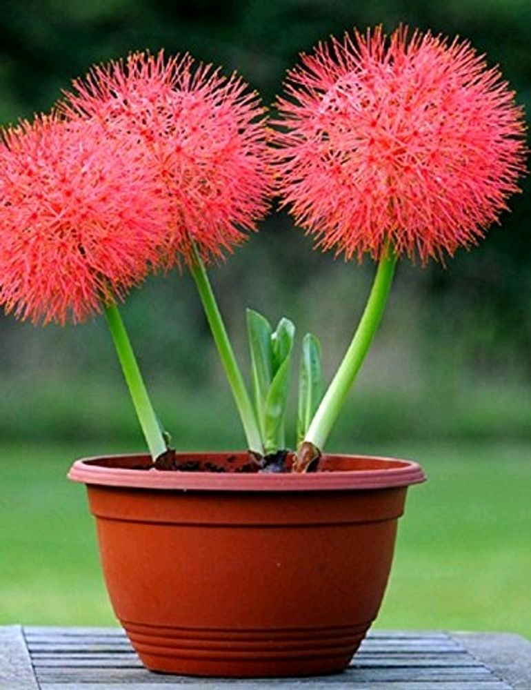 Red Football Lily Plant &amp; Orange Marigold Plants Set with Pots