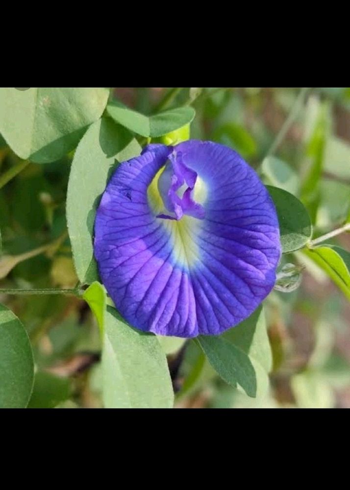 Aprajita Flower Seeds 5pcs.