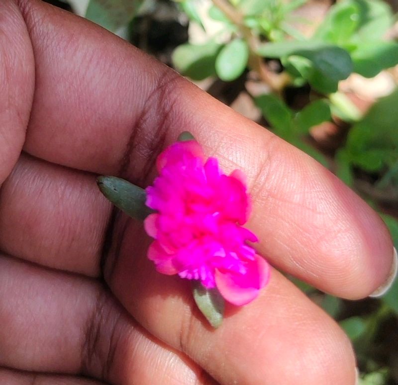 Cinderella Moss Rose Colour