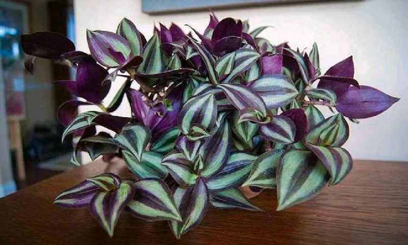 6 Plants