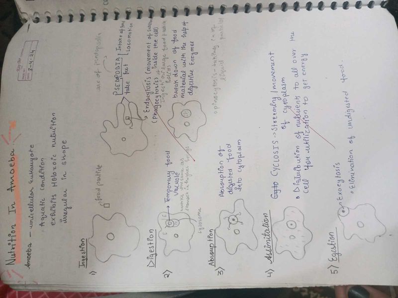 Class 10 Biology Detailed Notes!