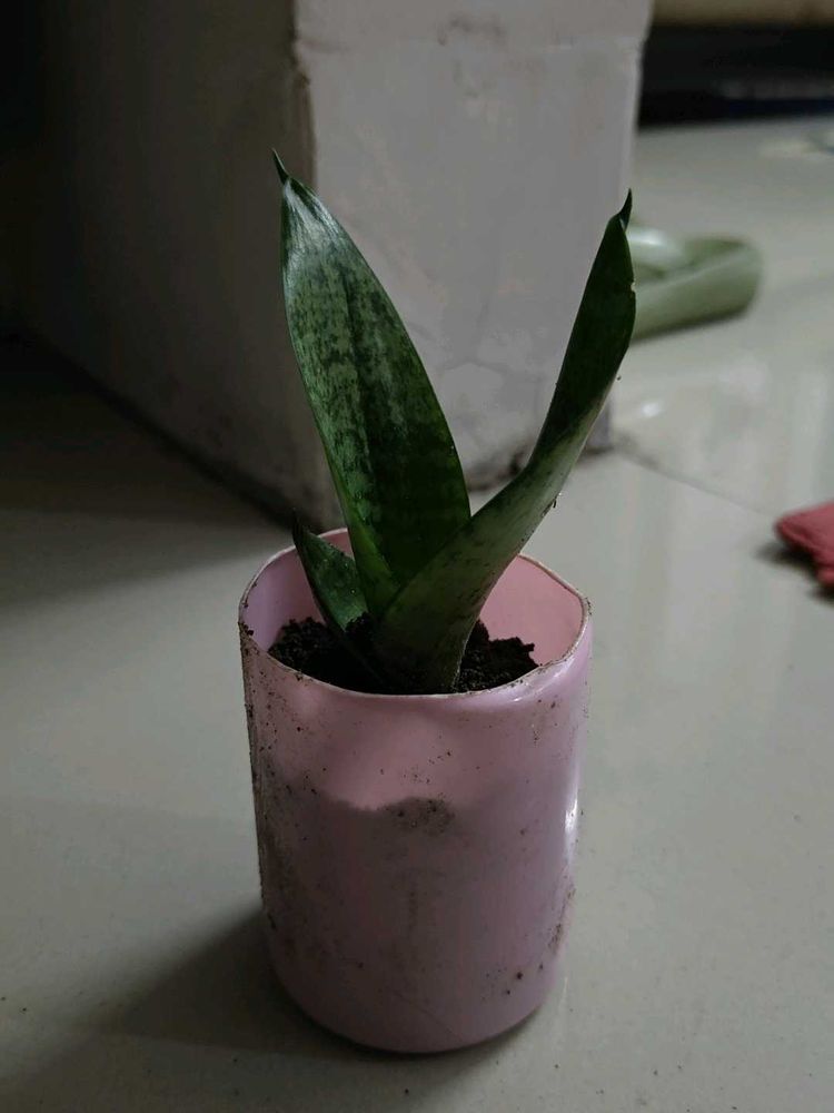 Dwarf Snake Plant | With Surprise Free Gift |