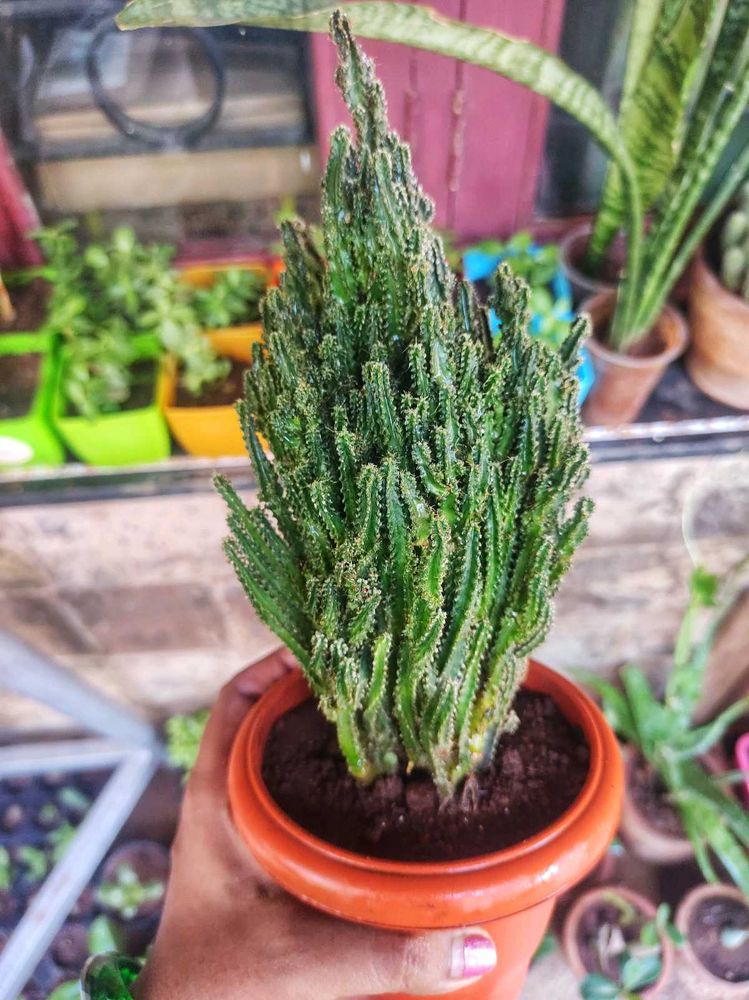 Fairy Castle Cactus
