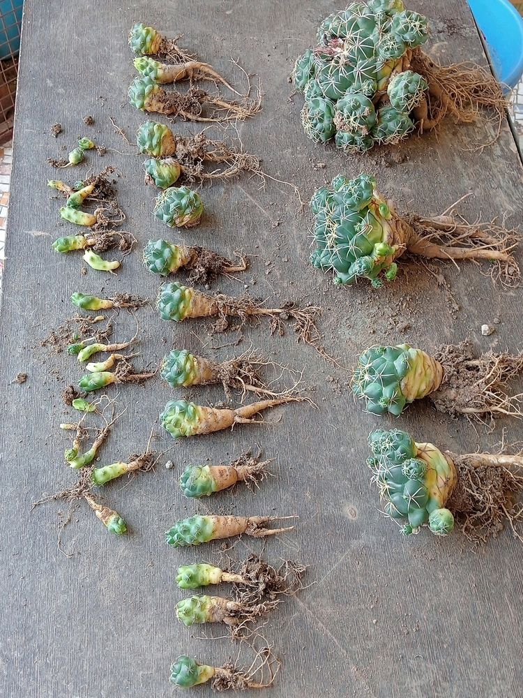 Mammaliya Cactus