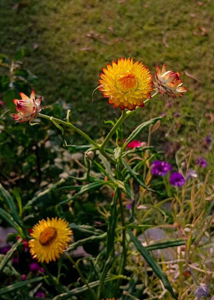 Strawflowers Seeds