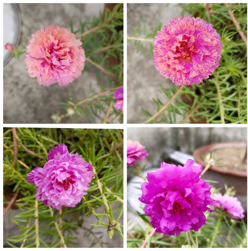 Flower Plant Cutting Four Colours 4 Cutting For Each Total 16 Cutting