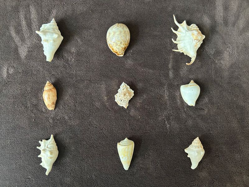 Assorted Shells 🐚 9 No’s