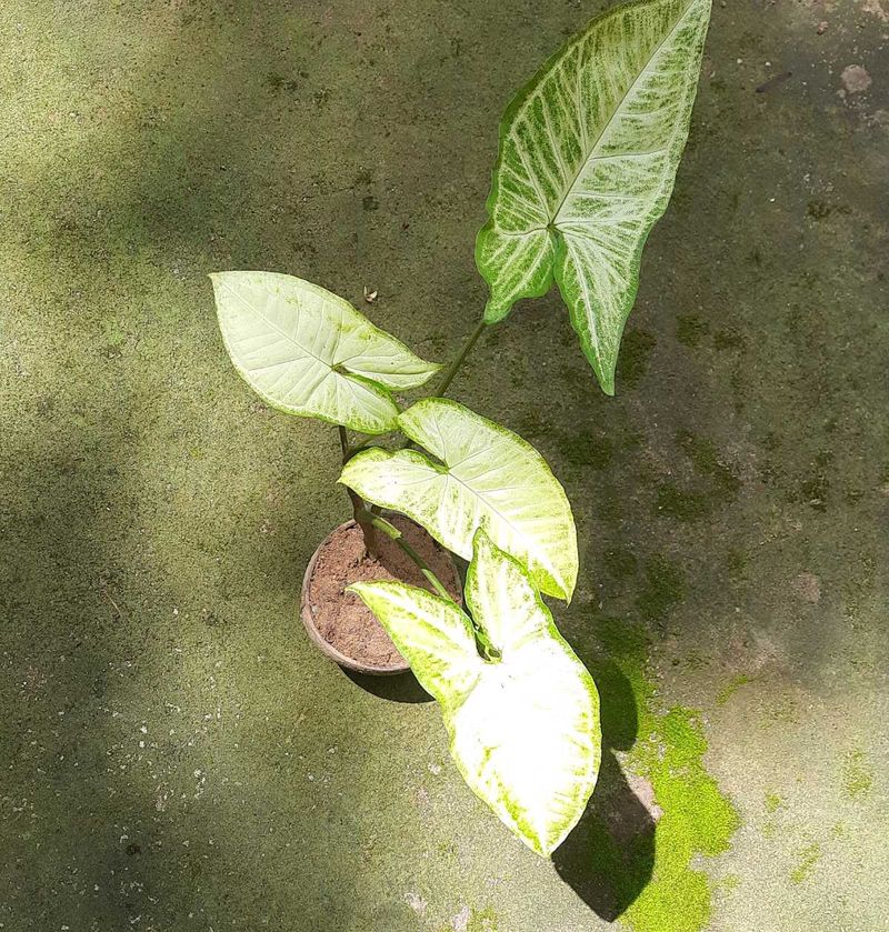 Arrowhead Plant