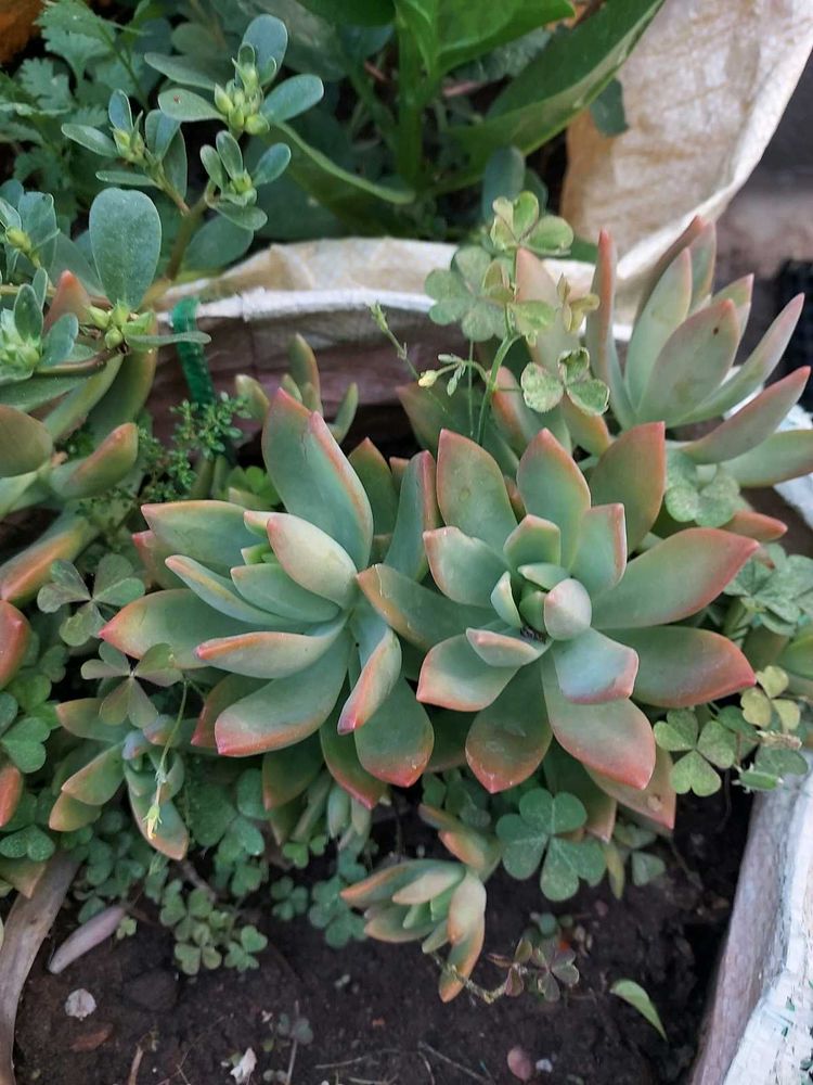 Succulent+ Free Turtle Vine