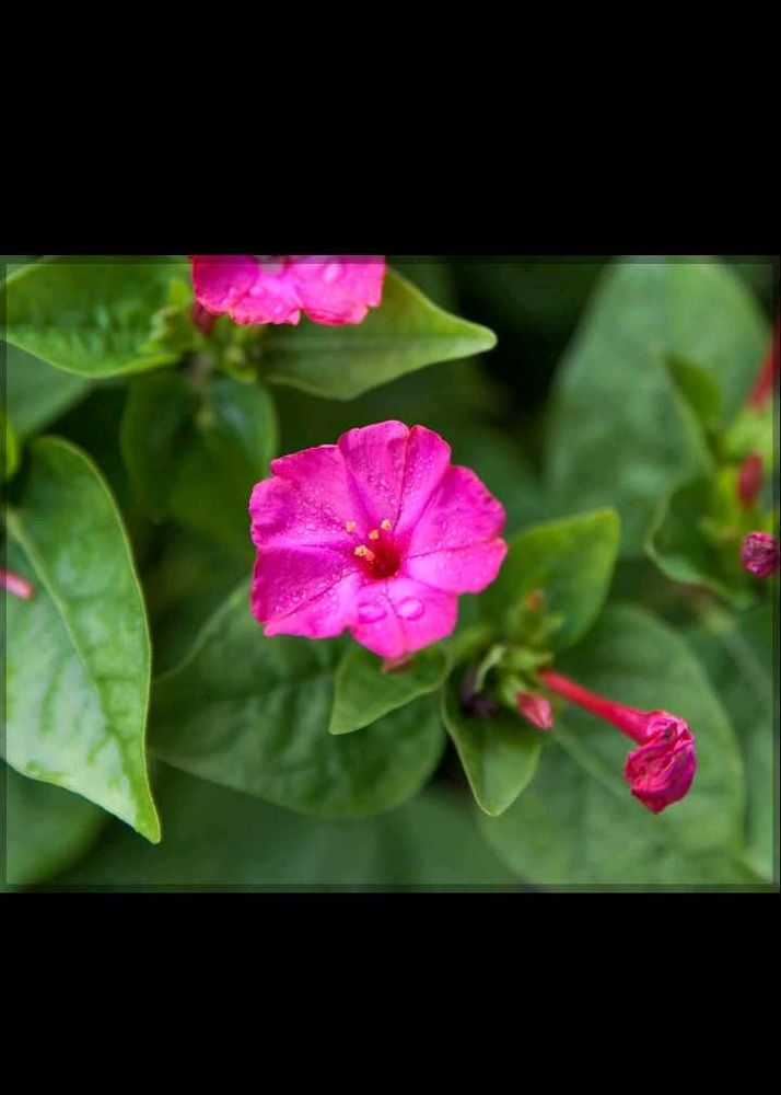 4 o clock flower seeds