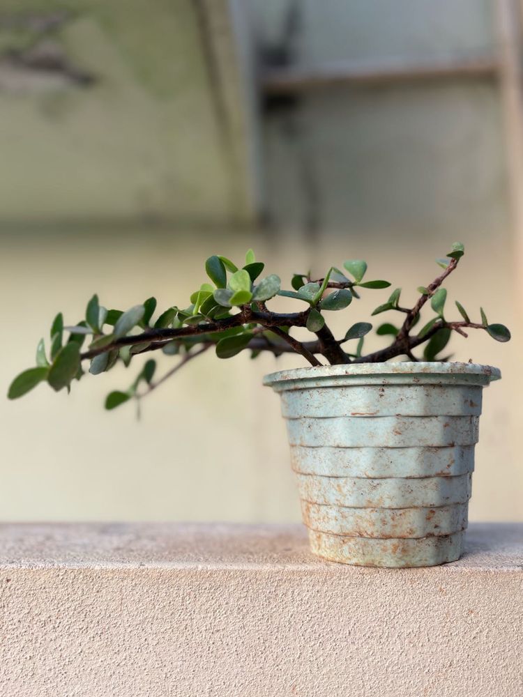 Dwarf Jade Plant in Pot