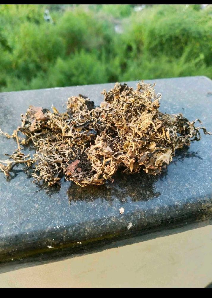 2 Kg Premium Dagad Phool (Kalpasi / Stone Flower)