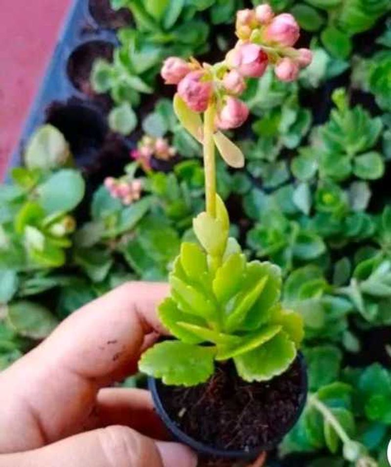 Cute Succulent Plant