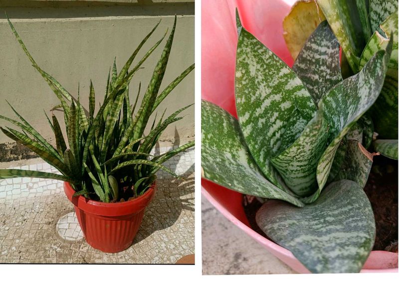 Combo Of Live Snake Plant -2 And Seeds