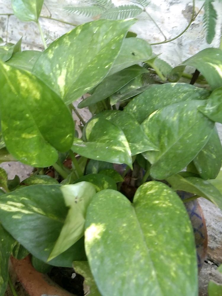 Money Plant 4 Shapp ling.