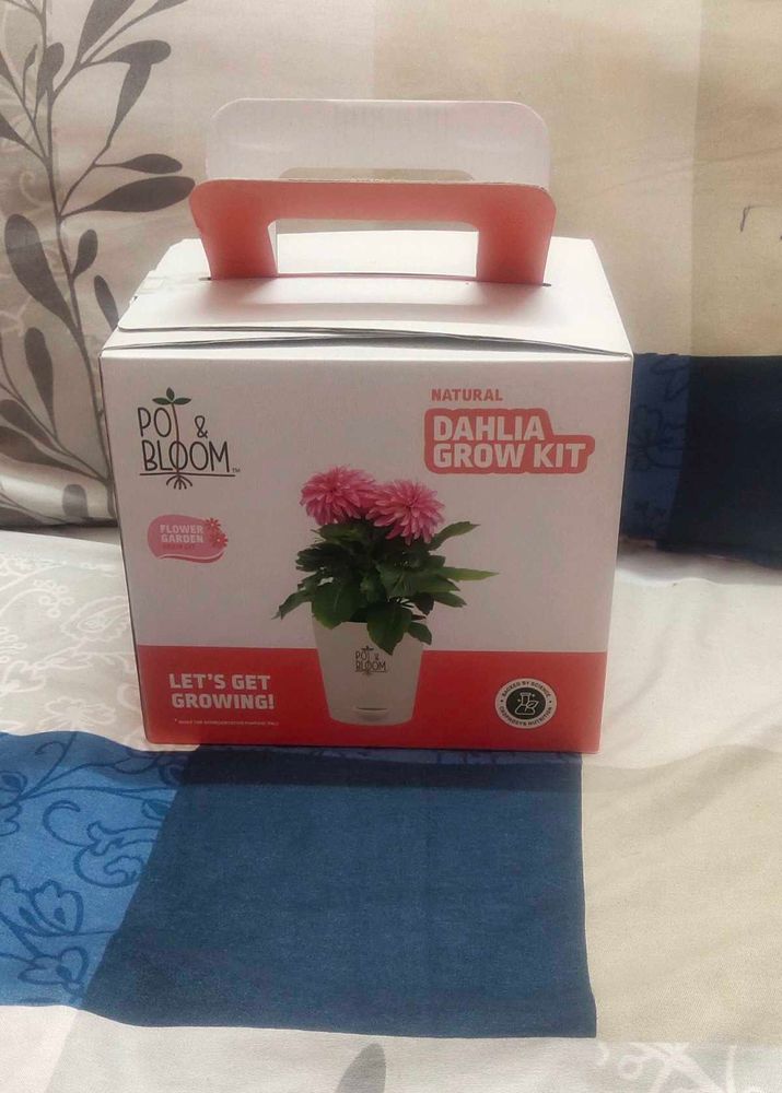 Elegant Dahila Flower Grow Kit