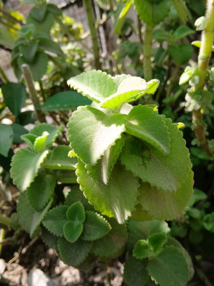 AJVAIN/Oregano Leaves
