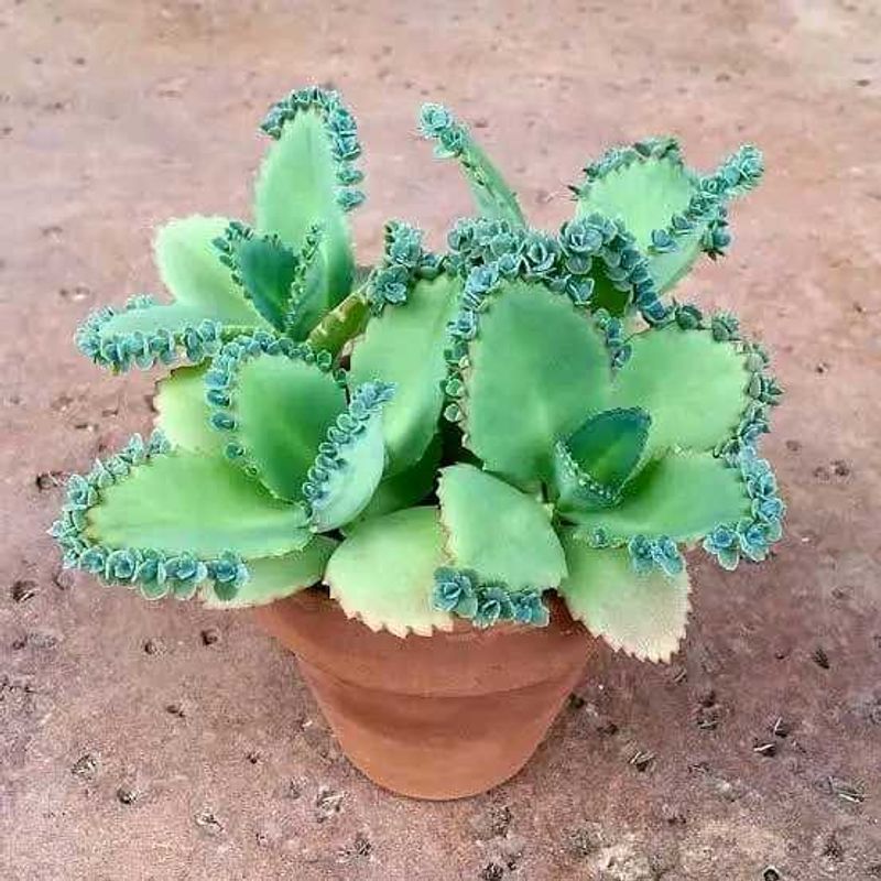 Kalanchoe Daigremontiana (Mother of Thousands)