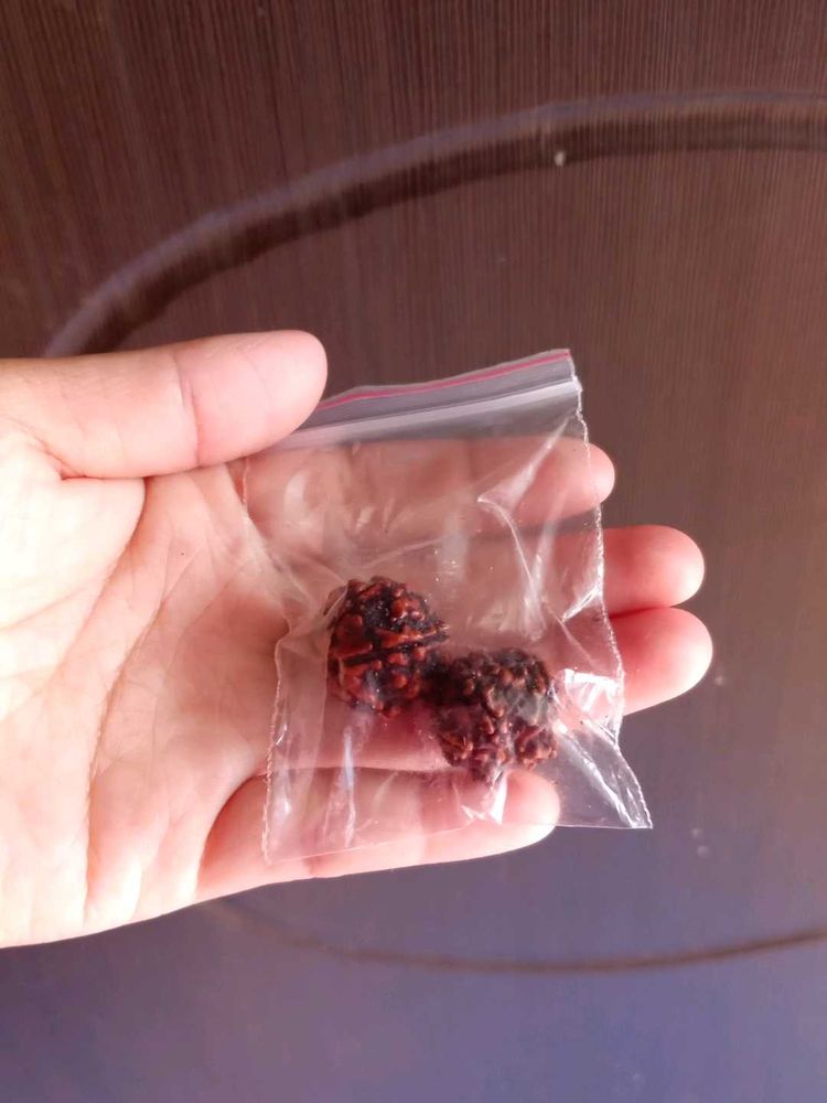 5 Mukhi Rudraksh