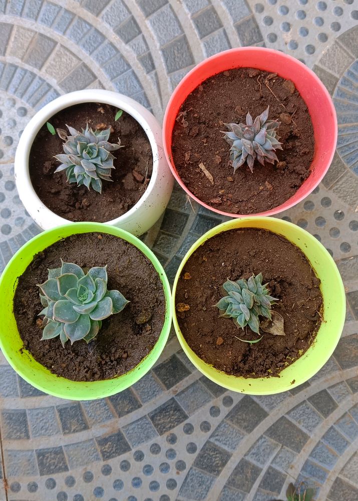 Set Of 4 Succulent (Without Pot)