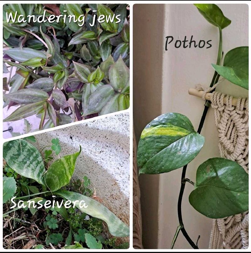 INDOOR PLANT CLEARANCE SALE 🔥 🔥