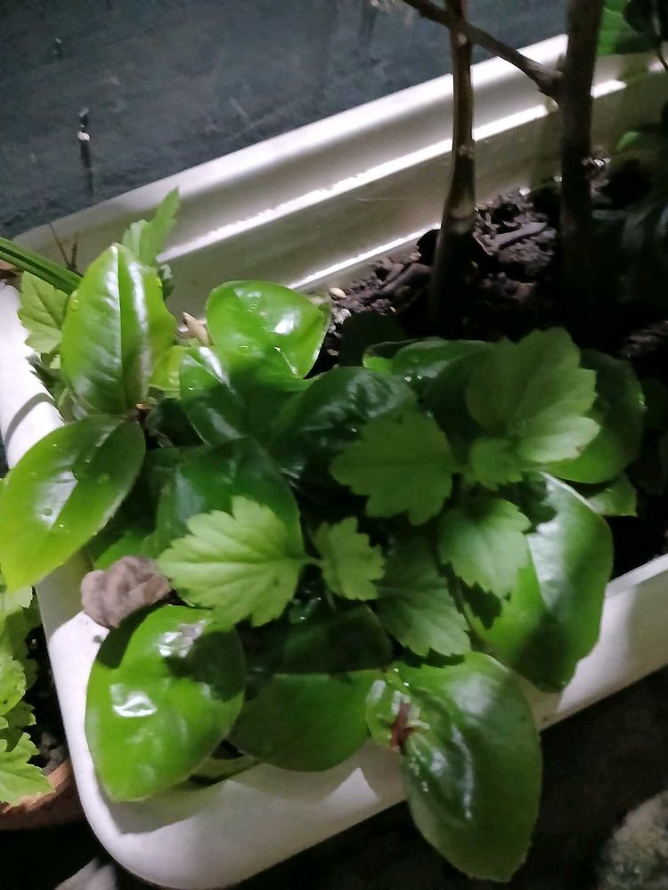 Velvet Apple Plant