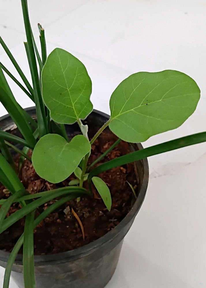 Brinjal/egg plant
