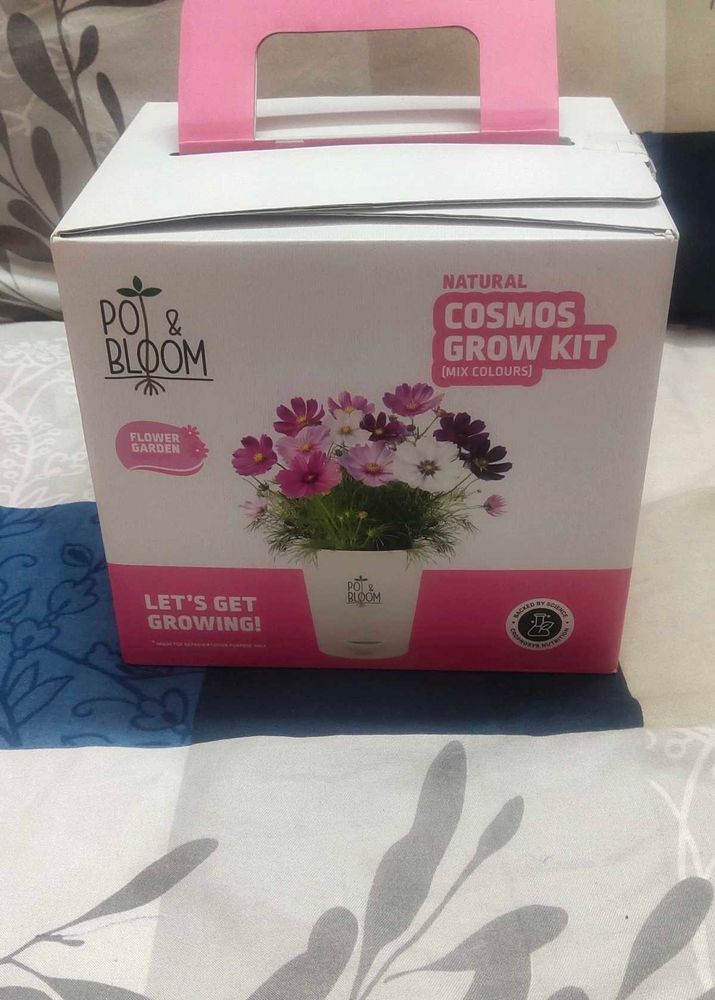 natural Cosmos Flower Grow Kit