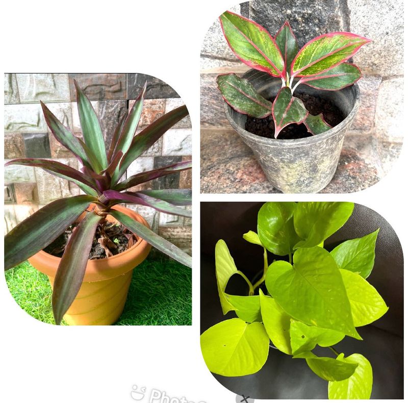 3 Rooted Plants Combo