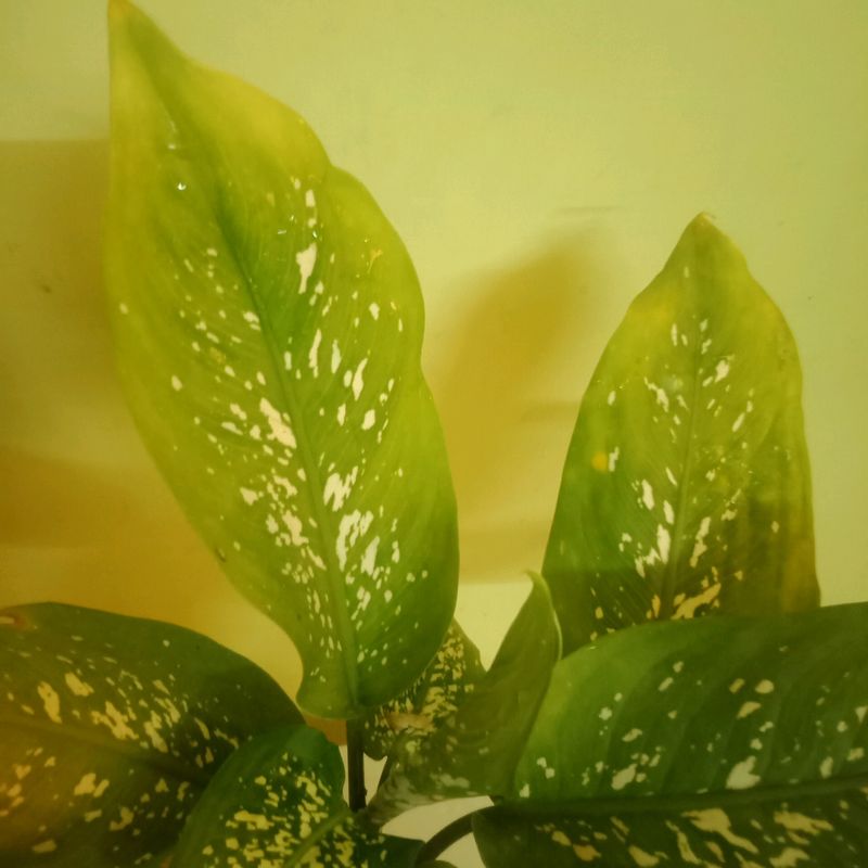 Dieffenbachia Camilla Plant