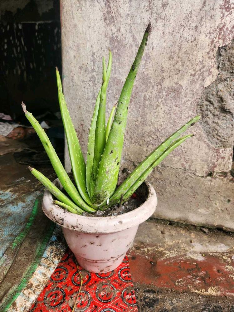 Aloe Vera Plants Original Large