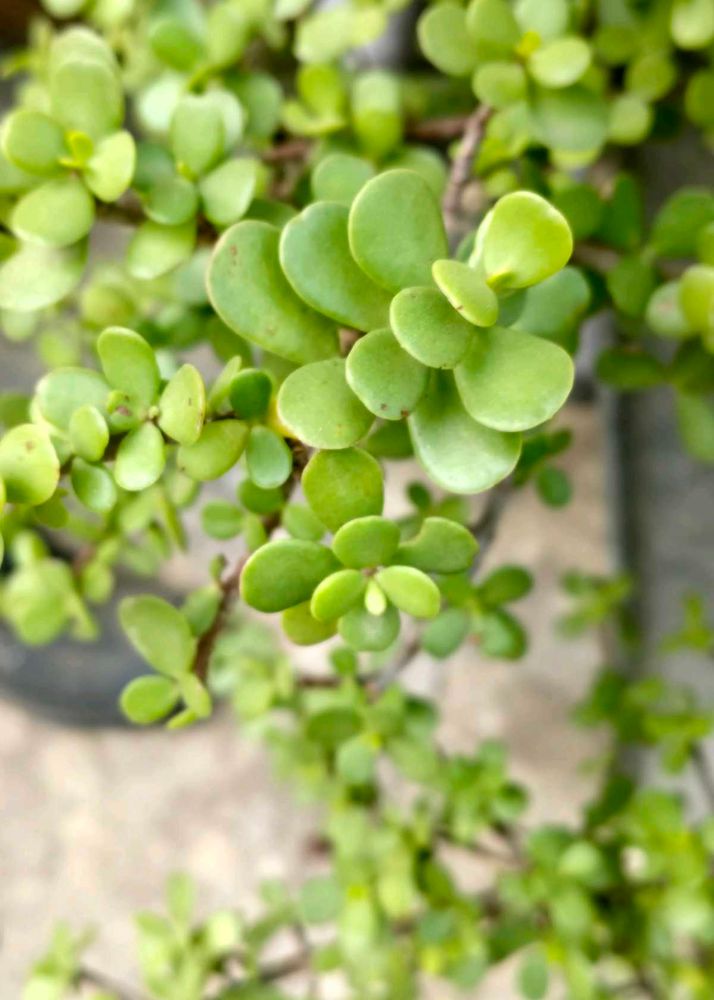 Jade Plant Sticks