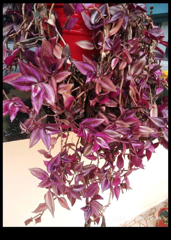 Spyder 🌱Plant