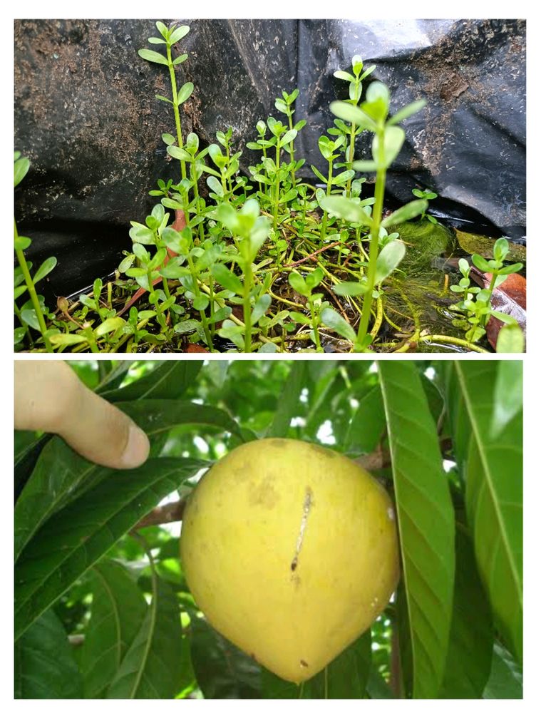 Egg Fruit And Brahmi Combo