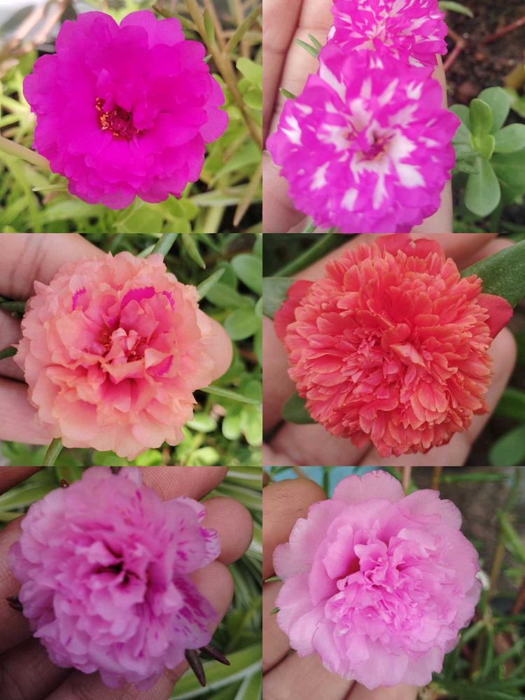 Combo Of 15 Colours Mixed Portulaca Plant