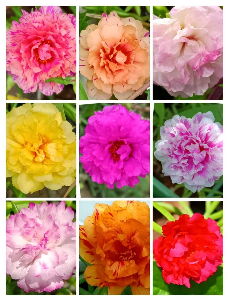 Portulaca Cuttings