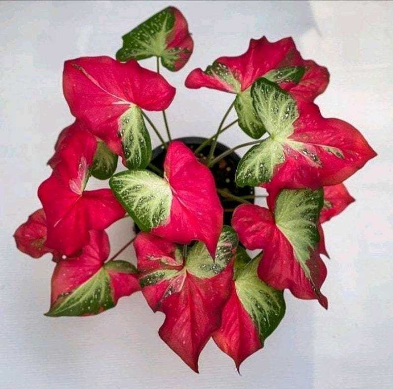 Caladium Plant