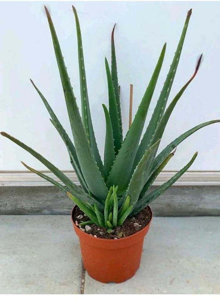 Aloevera Plant With Roots