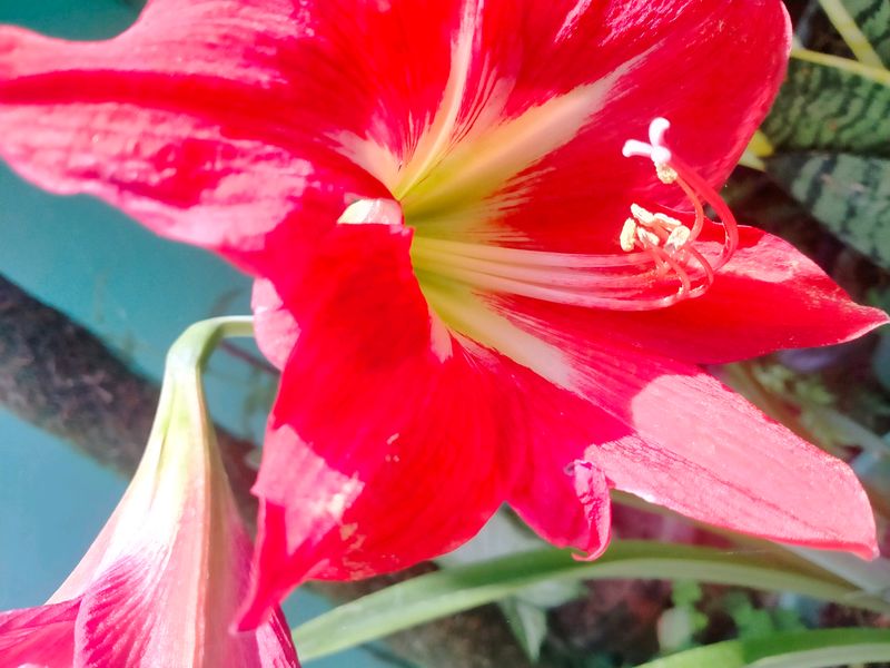 Lily Plant Live